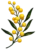 Knott & Wattle